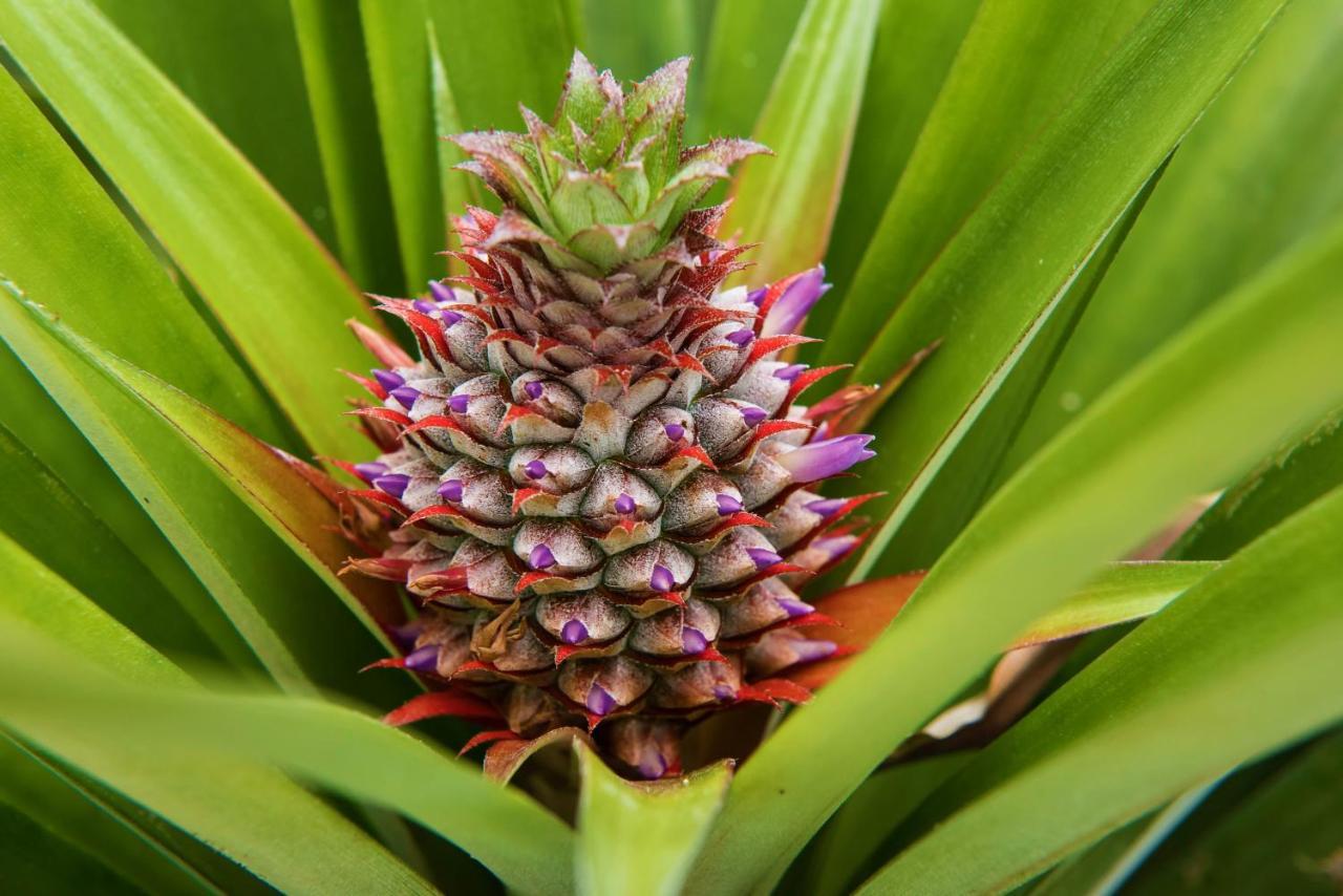 Herdade Do Ananas ปอนตาเดลกาดา ภายนอก รูปภาพ