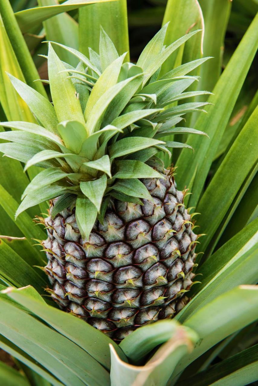 Herdade Do Ananas ปอนตาเดลกาดา ภายนอก รูปภาพ